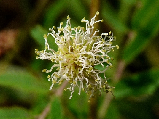 {Desmanthus illinoensis}